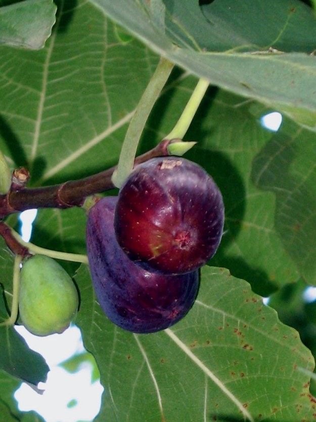 Figs