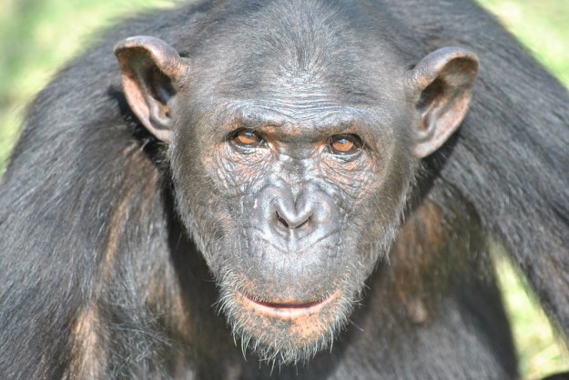 Chimp