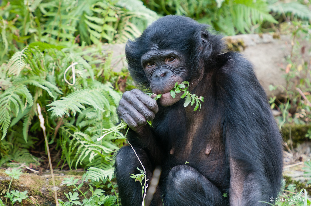 Bonobo