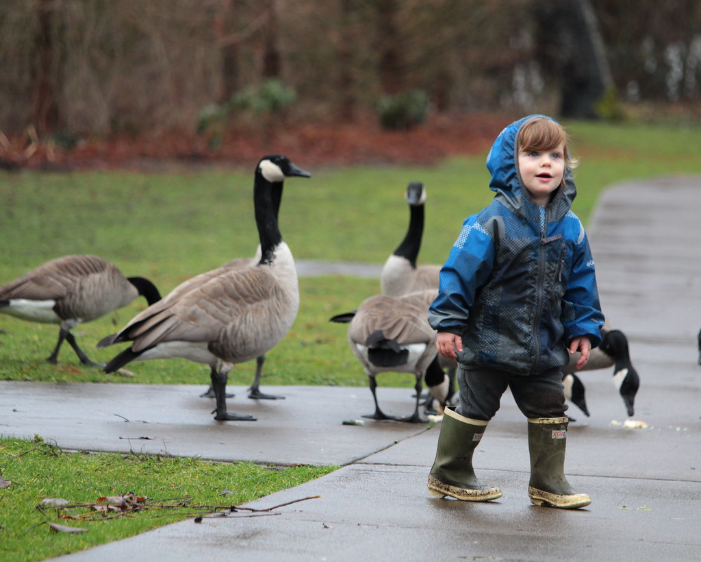 toddler geese